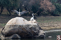 Heron Stretching Out