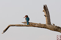 White Throated King Fisher On Branch