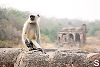 Langur With Ruins Behind