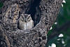 Owl Sleeping