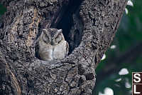 Owl Sleeping