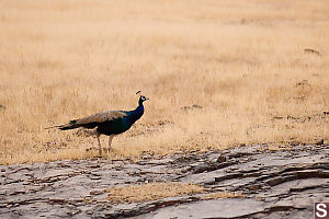 Peacock At Edge Of Grass