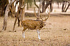 axis deer, chital, spotted deer