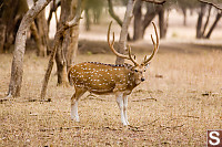 Spotted Deer Male