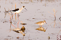 Stilt Walking