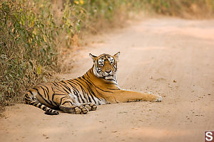 Tiger Down