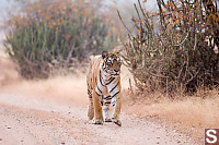 Tiger Near Cactus