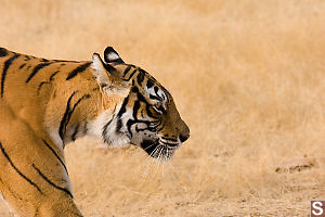 Tiger Side Face