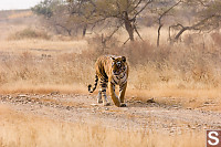 Tiger Walking Down Road