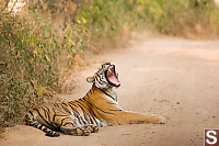 Tiger Yawn