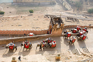 Elephants Coming Up Ramp