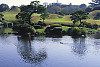 Garden And Pond