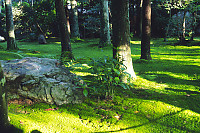 Mossy Garden Behind Ryoan-ji