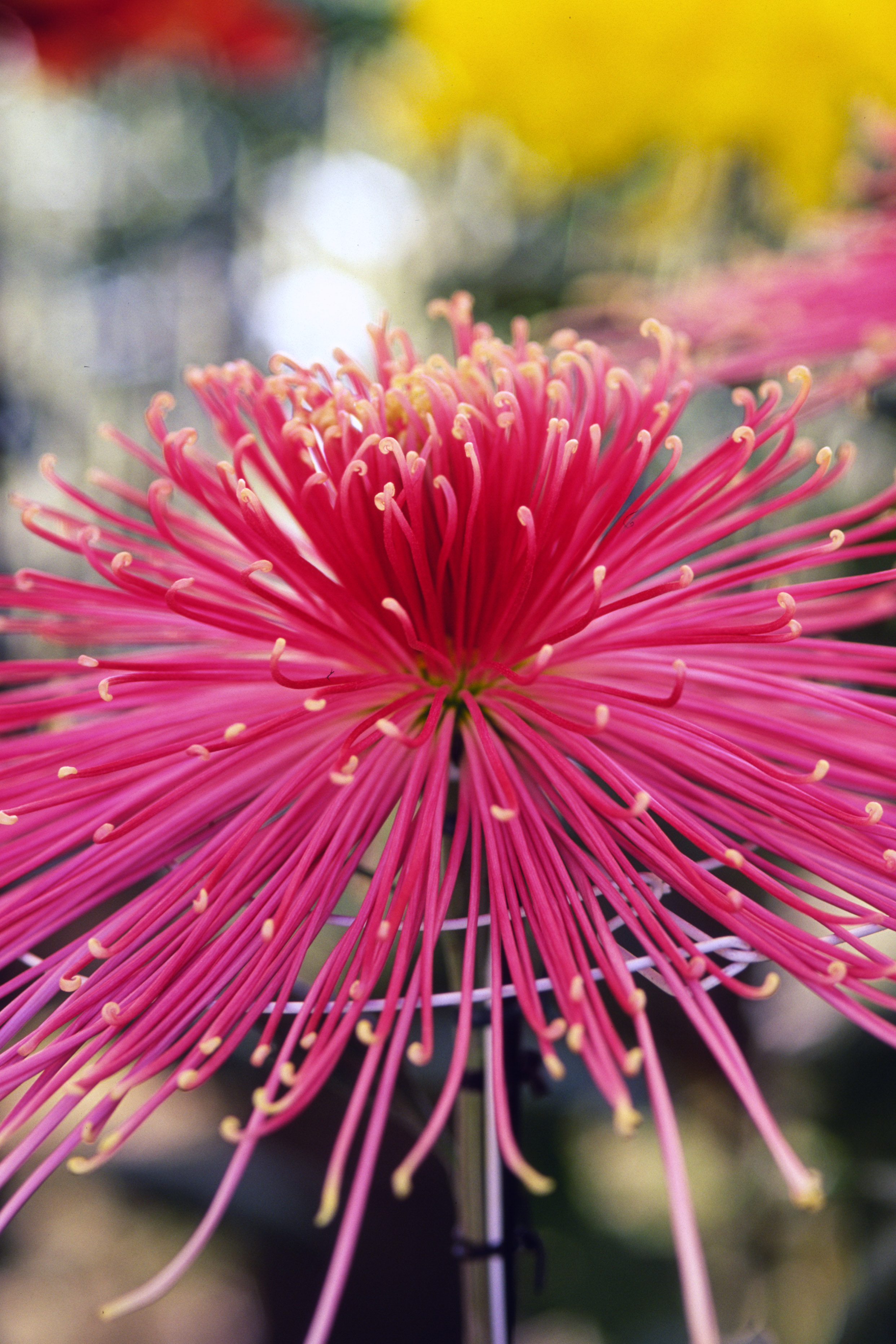 chrysanthemum spider flowers flower pink johnharveyphoto purple bloom matsumoto keep tell under firework mesh head frail chrysanthemums japanese japan2 plant