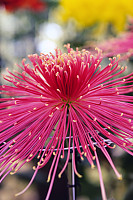 Spider Chrysanthemum