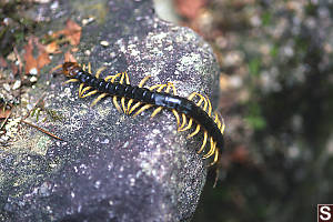 Centipede