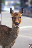 Deer Stricking Its Tongue Out