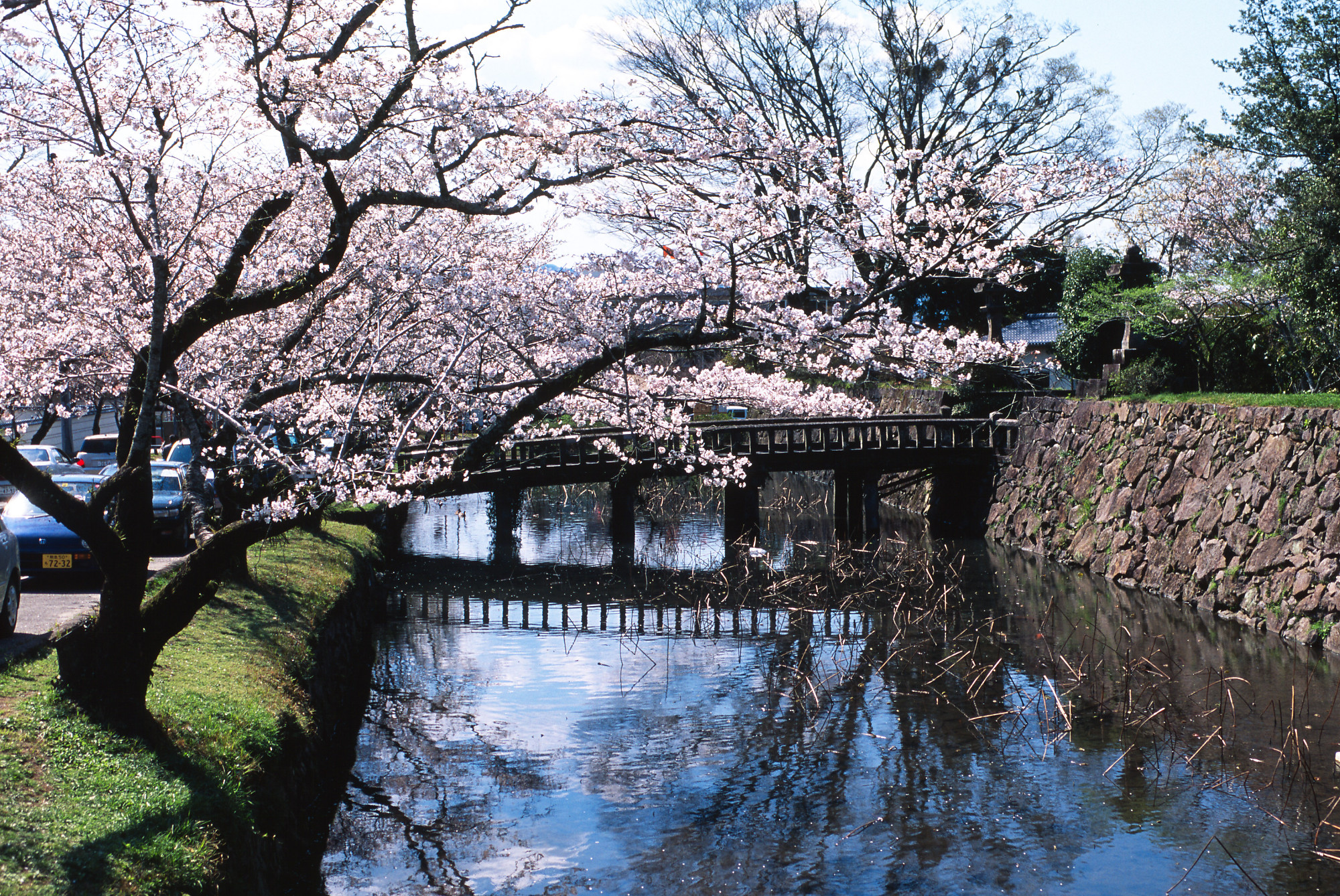 Cherry Tree Over Moat