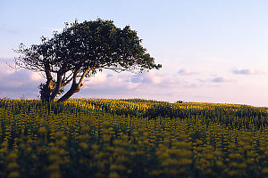 Tree Beside Hotel