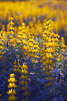 Yellow Lupin In Field