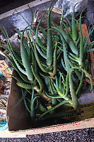 Aloe Plants