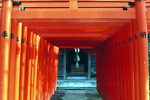 Long Row Of Torii