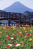 Kaimondake Behind Flowers