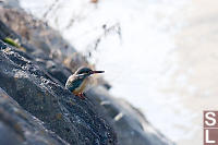 Riverside Kingfisher