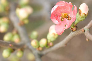 Plum Blossom