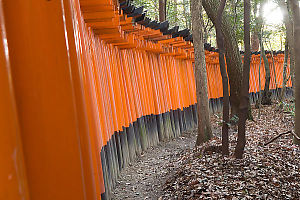 Trees Around Tunnel