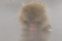 Mouth In Water