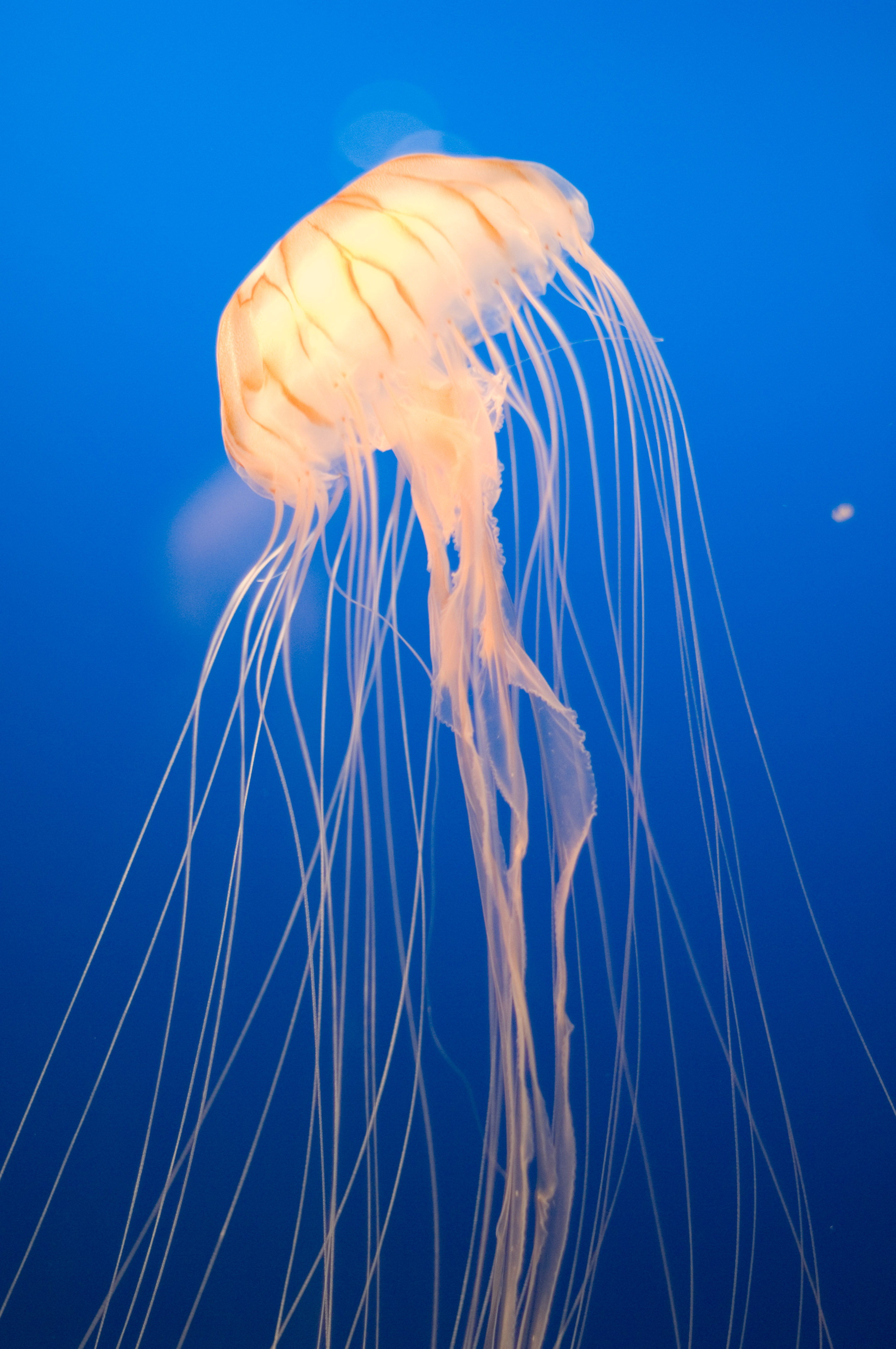 http://www.johnharveyphoto.com/Japan4/Osaka/LongTrailsOnJellyfishHg.jpg