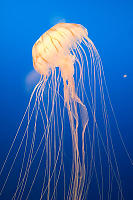 Long Trails On Jellyfish