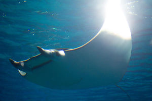 Manta Ray With Massive Bloom