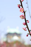 Plum Blossoms