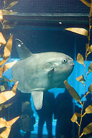 Sunfish