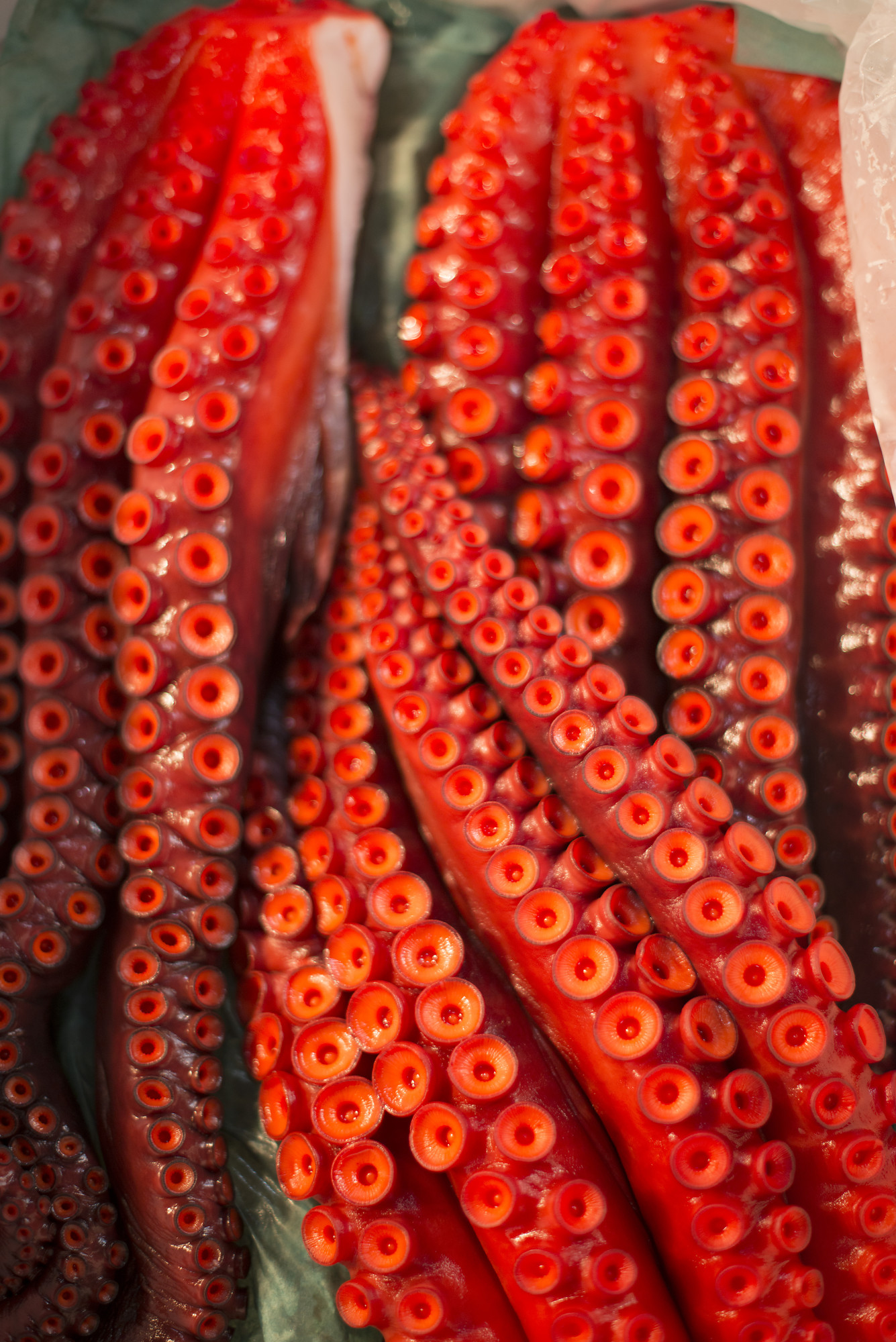 veronica the red octopus