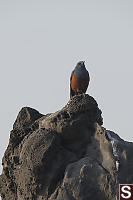 Blue Rock Thrush