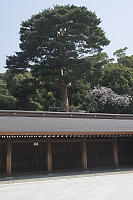 Cherry Blossom Over Wall