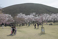 Cherry Blossoms Below Mt Omuro