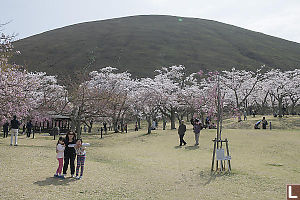 Cherry Blossoms Below Mt Omuro