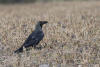 Crow In The Short Grass