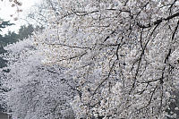 Lots Of White Cherry Blossoms