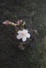 Single Cherry Blossoms