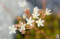 Flowers Of Spotted Saxifrage