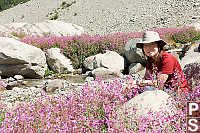 Helen In Field Of Flowers
