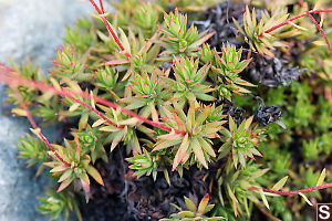 Leavesof Spotted Saxifrage