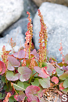 Mountain Sorrel Flowering