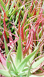 Aloe Plants