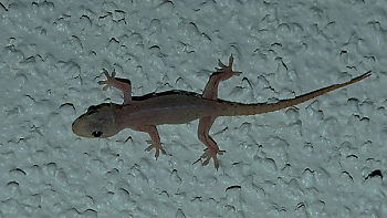 Gecko